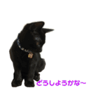にゃんこの日常3（個別スタンプ：40）