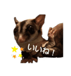 フクロモモンガのあずきちゃん（個別スタンプ：2）