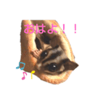 フクロモモンガのあずきちゃん（個別スタンプ：3）