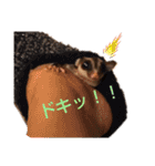 フクロモモンガのあずきちゃん（個別スタンプ：8）