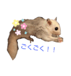 フクロモモンガのあずきちゃん（個別スタンプ：9）