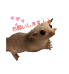 フクロモモンガのあずきちゃん（個別スタンプ：11）
