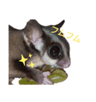 フクロモモンガのあずきちゃん（個別スタンプ：14）