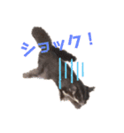 フクロモモンガのあずきちゃん（個別スタンプ：16）