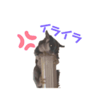 フクロモモンガのあずきちゃん（個別スタンプ：19）