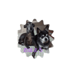 我が家の愛犬  アンジーとトム（個別スタンプ：3）