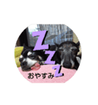 我が家の愛犬  アンジーとトム（個別スタンプ：4）
