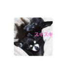 我が家の愛犬  アンジーとトム（個別スタンプ：6）