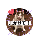 ねこたろうの日々2（個別スタンプ：1）