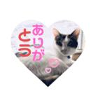 ねこたろうの日々2（個別スタンプ：2）