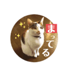 ねこたろうの日々2（個別スタンプ：6）