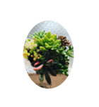 多肉植物スタンプ。。。（個別スタンプ：1）