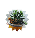 多肉植物スタンプ。。。（個別スタンプ：3）