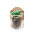 多肉植物スタンプ。。。（個別スタンプ：5）