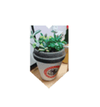 多肉植物スタンプ。。。（個別スタンプ：8）