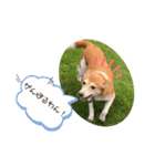 犬と猫の日常2（個別スタンプ：3）