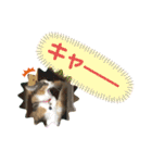 犬と猫の日常2（個別スタンプ：4）