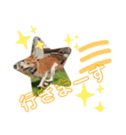 犬と猫の日常2（個別スタンプ：6）