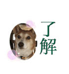 犬と猫の日常2（個別スタンプ：7）