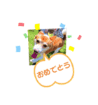 犬と猫の日常2（個別スタンプ：8）