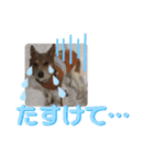 犬と猫の日常2（個別スタンプ：10）