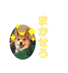 犬と猫の日常2（個別スタンプ：11）