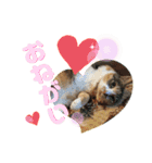 犬と猫の日常2（個別スタンプ：12）