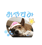 犬と猫の日常2（個別スタンプ：13）