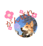 犬と猫の日常2（個別スタンプ：16）