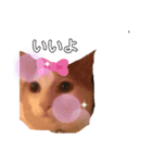ミャオ太郎（個別スタンプ：1）