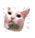 ミャオ太郎（個別スタンプ：3）