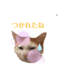 ミャオ太郎（個別スタンプ：7）