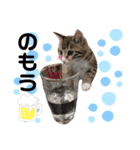 僕たち私たち、にゃーたらこちむに（個別スタンプ：3）