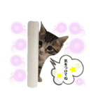 僕たち私たち、にゃーたらこちむに（個別スタンプ：6）