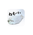 気まぐれ CAT #3（個別スタンプ：1）
