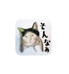気まぐれ CAT #3（個別スタンプ：2）