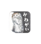 気まぐれ CAT #3（個別スタンプ：6）