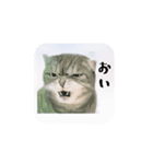 気まぐれ CAT #3（個別スタンプ：7）