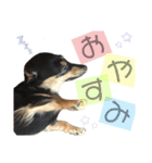 さらまめ（個別スタンプ：2）