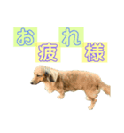 さらまめ（個別スタンプ：7）
