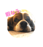 松本家の犬（個別スタンプ：1）