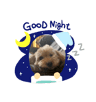 松本家の犬（個別スタンプ：6）
