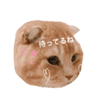 ネコのチロル（個別スタンプ：16）