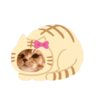 ネコのチロル（個別スタンプ：19）