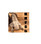 犬の毎日3（個別スタンプ：9）