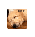 犬の毎日3（個別スタンプ：11）