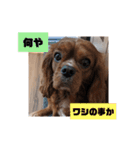 犬の毎日3（個別スタンプ：14）