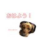 うまるさすけスタンプ2（個別スタンプ：7）