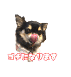 ぱんのつぶやき（個別スタンプ：1）