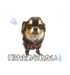 ぱんのつぶやき（個別スタンプ：4）